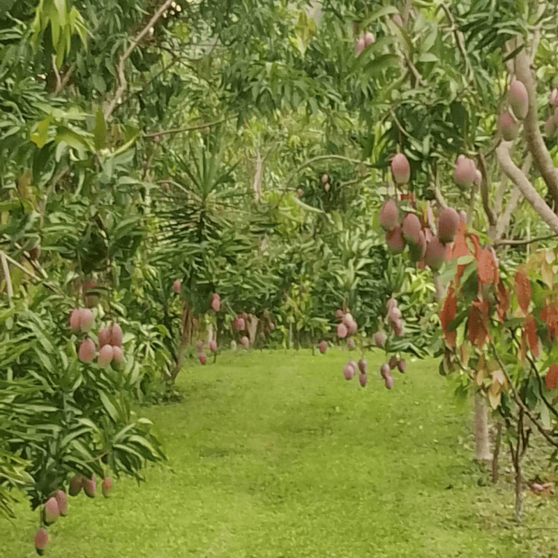arboles de mango