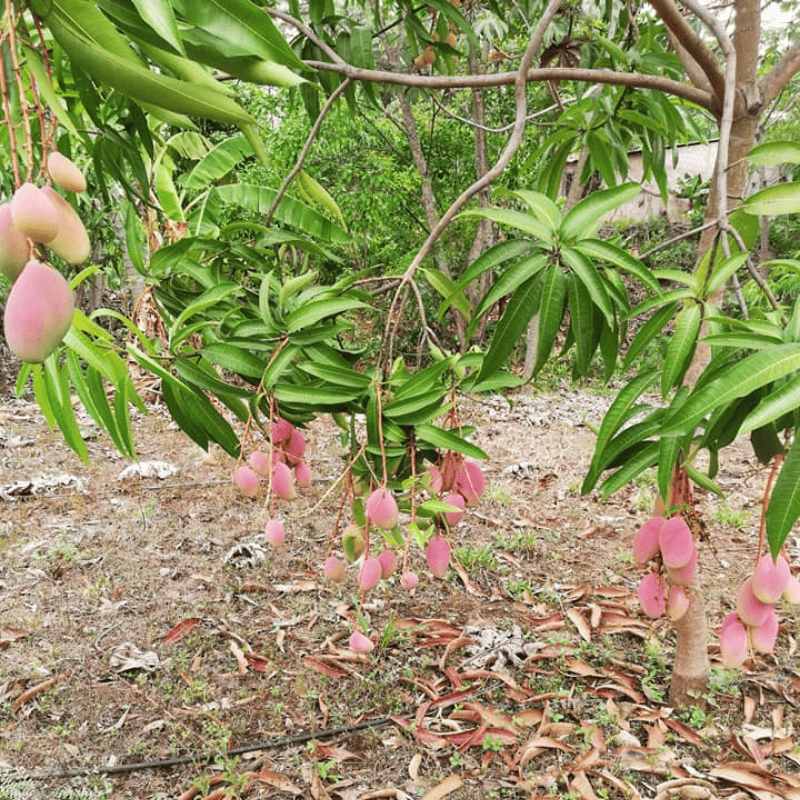 cosecha de mango