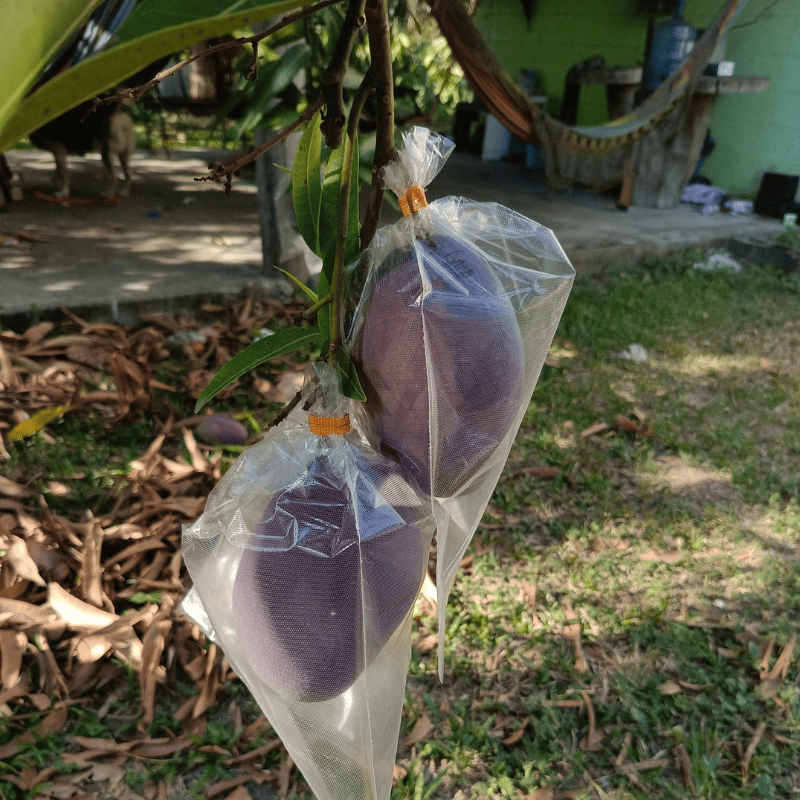mango protegido