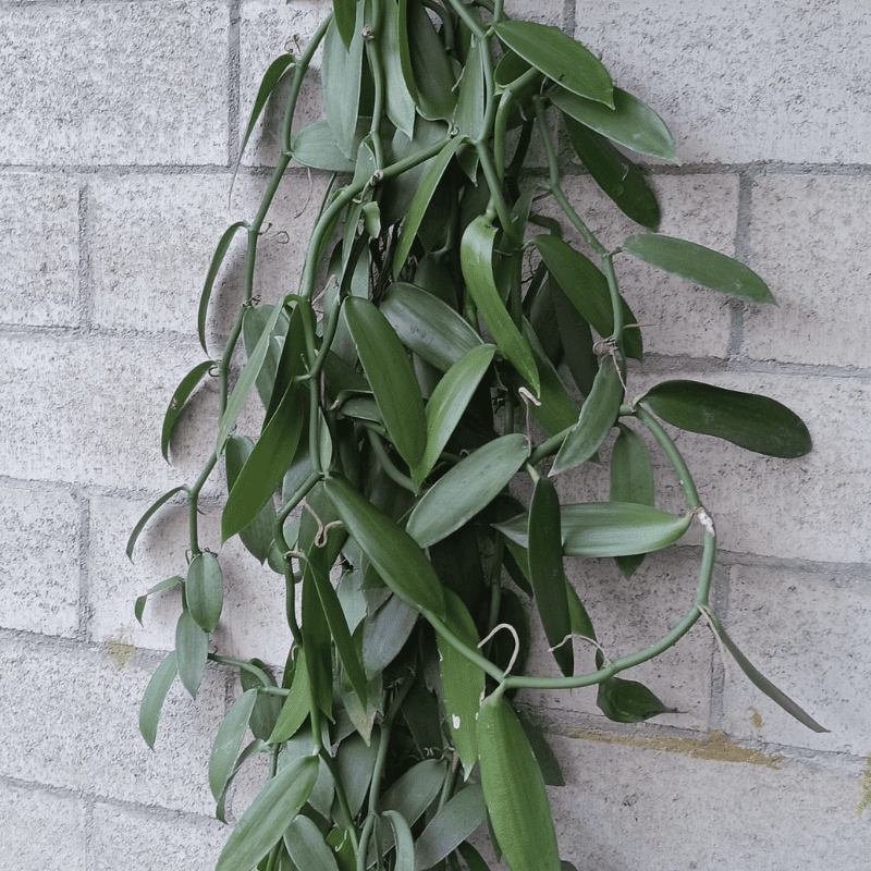 orquidea vainilla