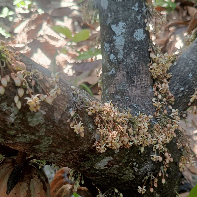 flor_de_cacao800x800