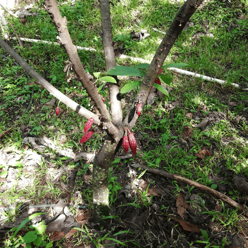 arbol_cacao_fruto_pequeño