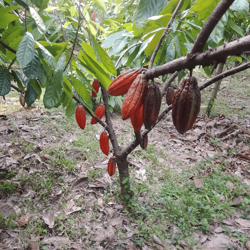 cacao_fruto_grande