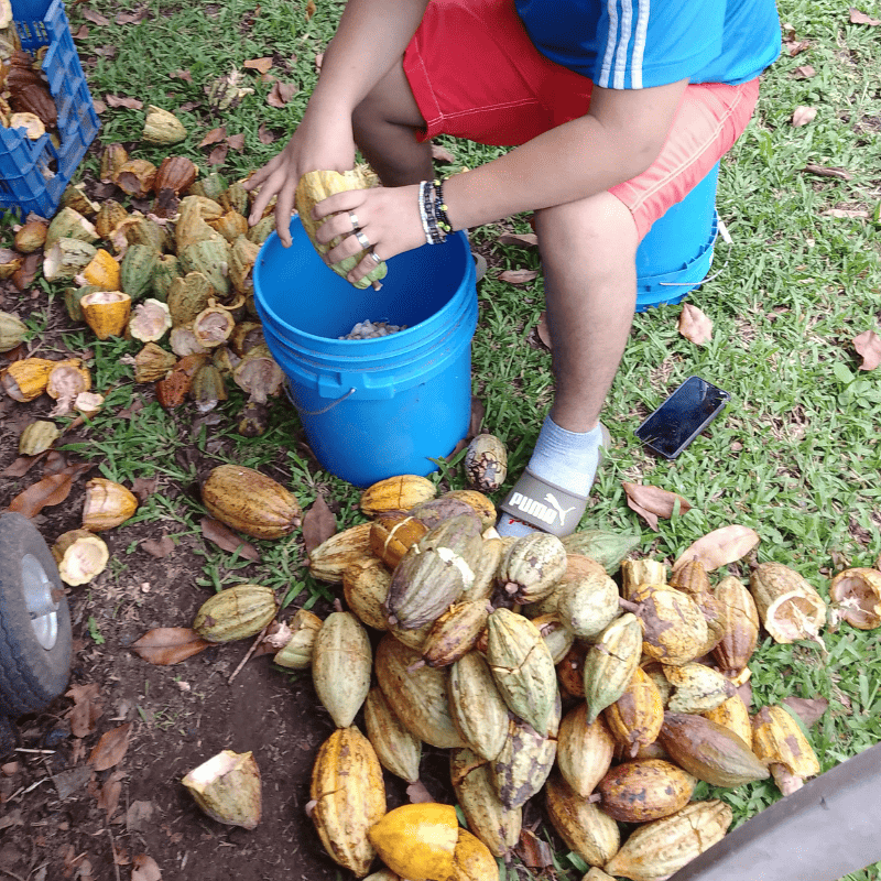 cacao_quiebra