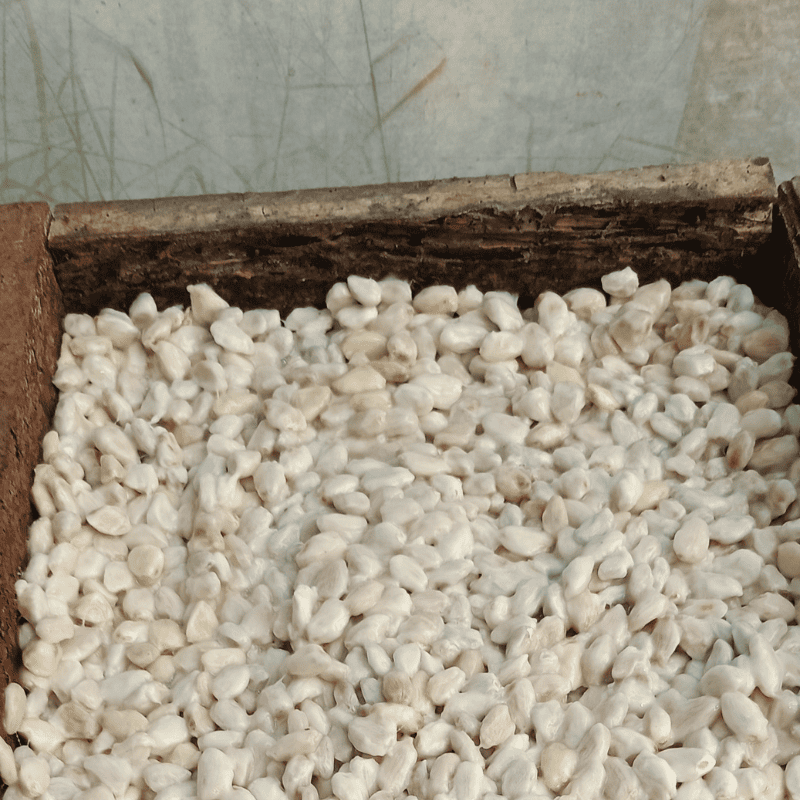 grano_cacao_baba_inicio