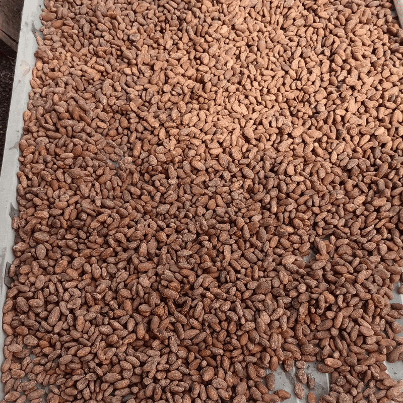 grano_cacao_cama_africana