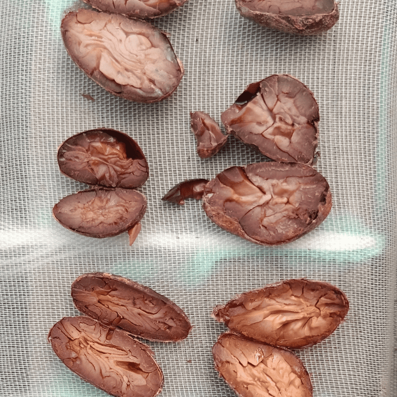 grano_cacao_corte_800x800
